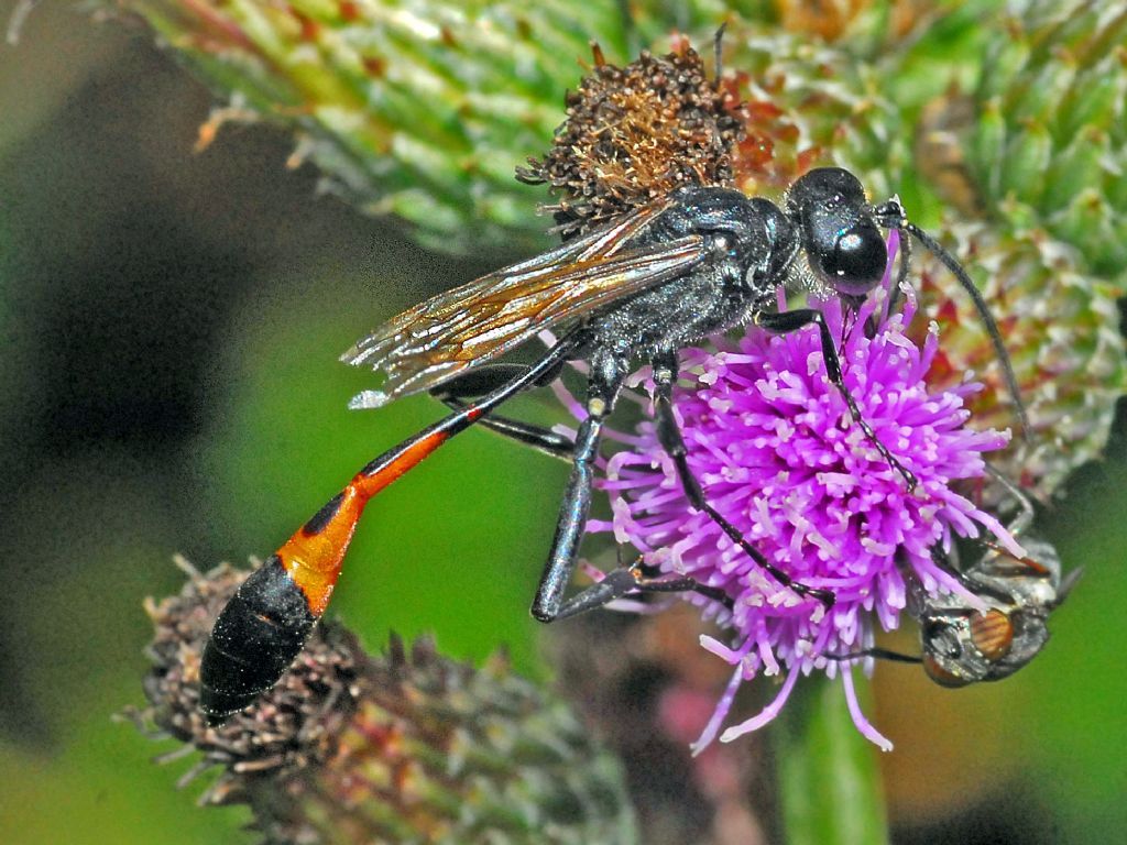 Ichneumonide, braconide o cos''altro?  Sphecidae: maschio di Ammophila sabulosa